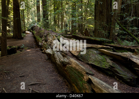 Luxuriöse Farn-reiche Küste Redwood-Wald mit umgestürzten Baum im Gründer Grove, Humboldt Redwoods State Park, Kalifornien, USA Stockfoto