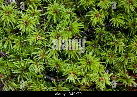 Palm Tree Moss (Leucolepis Acanthoneuros) männlichen Gametophyten, close-up California, USA Stockfoto
