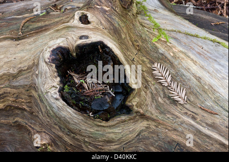 Holz der gefallenen Coast Redwood (Sequoia Sempervirens) im Rockefeller Hain, Humboldt Redwoods State Park, Kalifornien, USA Stockfoto