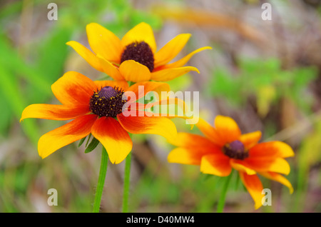 Sonnenhut - Black-Eyed Susan 16 Stockfoto