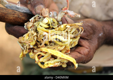 Ball aus Kautschuk durch den Zusatz von Ameisensäure aus gezapften Latex koaguliert Stockfoto
