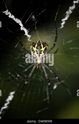 Signatur-Spider Argiope SP. fotografiert in der Nacht Stockfoto