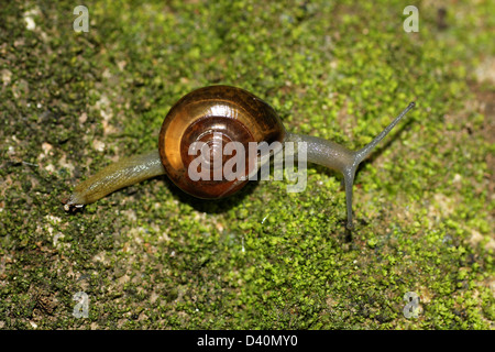 Eine Schnecke auf Moss, Sri Lanka Stockfoto