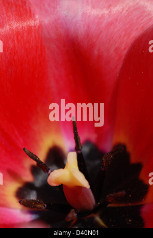 Makroaufnahme einer Tulpe Blume mit einer flachen DOF Stockfoto