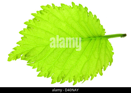 Frische grüne Haselnuss Baum Blatt auf weißem Hintergrund Stockfoto