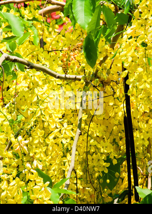 Goldene Dusche, Cassia fistula Stockfoto