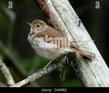 Einsiedler Thrush am Zweig, Schiff Hafen Naturlehrpfad, Acadia National Park, Maine. Stockfoto