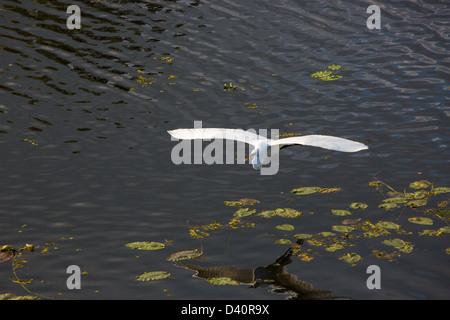 Große oder amerikanischen Silberreiher fliegen im Salat Lake Regional Park in Hillsborough County in Florida Stockfoto