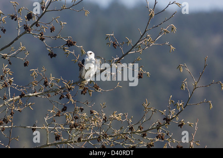 White-tailed Kite (Elanus Leucurus) thront in weißen Erle Baum, Spätwinter; Kalifornien, USA Stockfoto