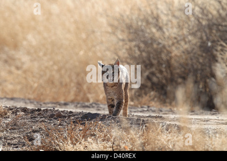 Bobcat, Lynx Rufus, Bosque del Apache National Wildlife Refuge, New Mexico, Raubtier, Stockfoto