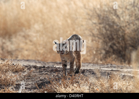 Bobcat, Lynx Rufus, Bosque del Apache National Wildlife Refuge, New Mexico, Raubtier, Stockfoto