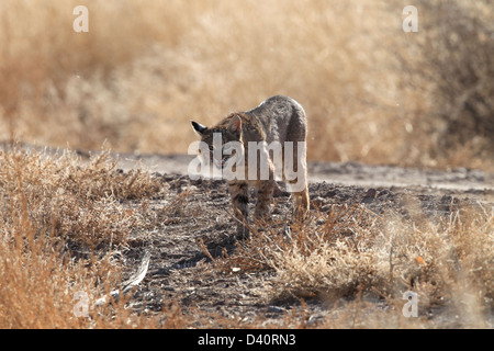 Bobcat, Lynx Rufus, Bosque del Apache National Wildlife Refuge, New Mexico, Raubtier, Stockfoto