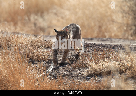 Bobcat, Lynx Rufus, Bosque del Apache National Wildlife Refuge, New Mexico, Raubtier, Stockfoto