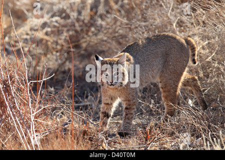 Bobcat, Lynx Rufus, Bosque del Apache National Wildlife Refuge, New Mexico, Raubtier, Stockfoto