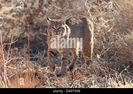 Bobcat, Lynx Rufus, Bosque del Apache National Wildlife Refuge, New Mexico, Raubtier, Stockfoto