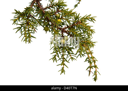 Wacholderbeeren auf einem Zweig, isoliert Stockfoto