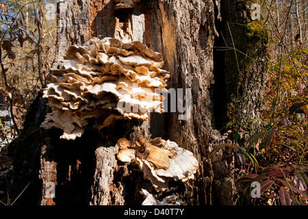 Regal-Pilze - Pisgah National Forest - nahe Brevard, North Carolina USA Stockfoto