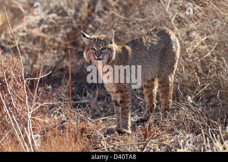 Bobcat, Lynx Rufus, Bosque del Apache National Wildlife Refuge, New Mexico, Raubtier, Stockfoto