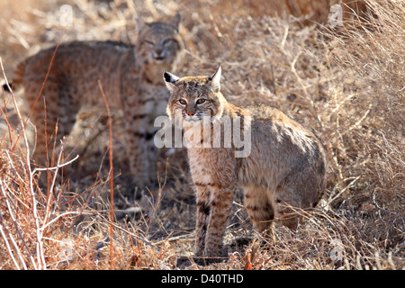 Bobcat, Lynx Rufus, Bosque del Apache National Wildlife Refuge, New Mexico, Raubtier, Stockfoto