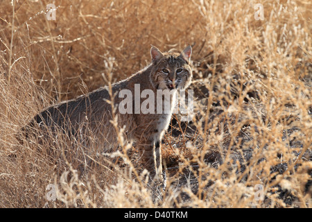 Bobcat, Lynx Rufus, Bosque del Apache National Wildlife Refuge, New Mexico, Raubtier, Stockfoto