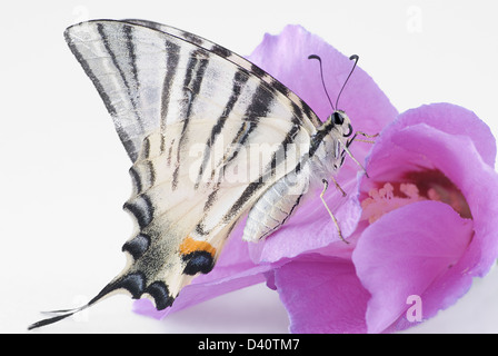 Der schöne Schmetterling auf eine rosa Blume ist fotografierten Nahaufnahme Stockfoto