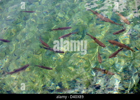 Schule des Fisches in das klare Wasser des Nationalparks Plitvicer Seen, Plitvice, Kroatien, Europa Stockfoto