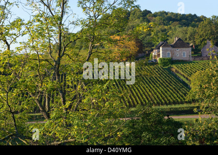 Weinberg in der berühmten Weinregion rund um das Dorf von Mercurey, Burgund, Frankreich Stockfoto