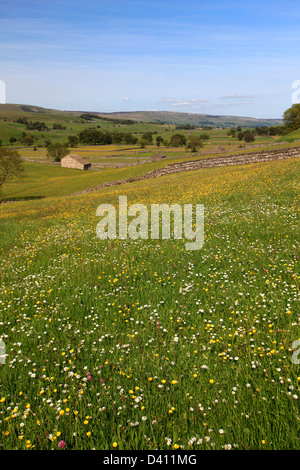 Blick über Blumen Wiese, Raydale, Yorkshire Dales National Park, England, Vereinigtes Königreich Stockfoto