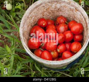 Frisch gepflückt südafrikanische Tomaten sammeln Eimer für den Export angebaut und Sonne getrocknet vor dem Exportieren Stockfoto