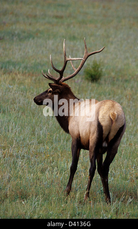 Stier Elche (Cervus Canadensis) auf einer Wiese in der Nähe von Estes Park Colorado Stockfoto