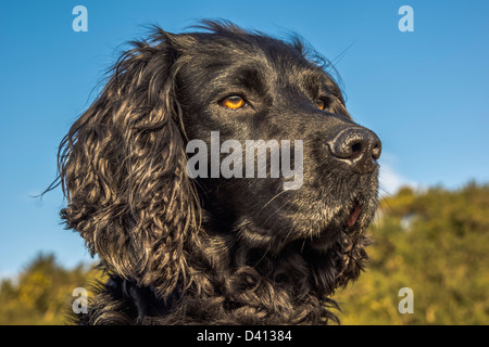 Tier, Hund, Cocker Spaniel, schwarz Stockfoto