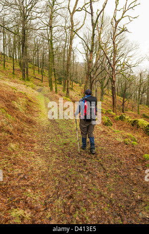 Rambler zu Fuß durch Johnny Wood im Winter, Borrowdale, Cumbria, Lake District, England, UK Stockfoto