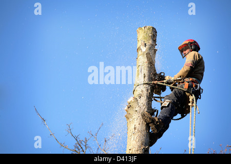 Ein Baumpfleger schneiden einen Baum mit einer Motorsäge Stockfoto