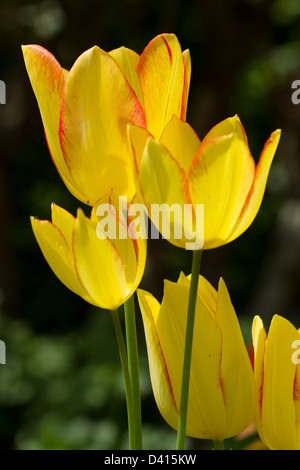 Gelbe Tulpen Stockfoto