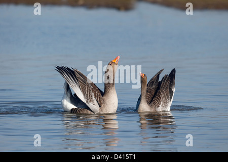 Graugans Anser Anser, zwei Vögel anzeigen, Warwickshire, Februar 2013 Stockfoto