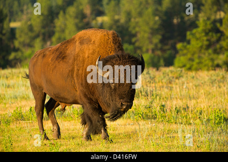 Bisons (Bison Bison) zu Fuß durch die Prärie im Custer State Park in South Dakota. USA. Sommer Stockfoto