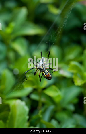 Freeze Aktion Close-up bunte Golden Orb Spider, nephila maculata, die Umhüllung ein Insekt in Seide, Spinning in Web weichen, grünen Blätter Hintergrund Stockfoto