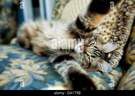 Adorable lustige Süße langhaarige Sibirische Kätzchen liegend auf dem Rücken Stretching, seine Pfoten erreichen, die an die Kamera, als ob eine Umarmung zu bieten Stockfoto