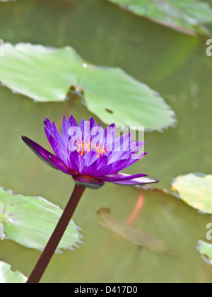 Einen violetten Wasser Lilly in einem Teich Stockfoto