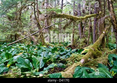 Dichten und schweren bemoosten Unterholz in der Great Bear Rainforest, Bella Coola Valley, British Columbia, Kanada. Stockfoto