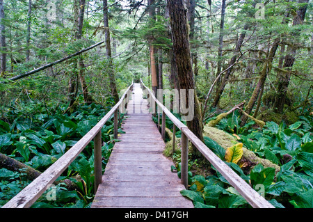 Ein Wanderweg durch den dichten Regenwald in der Great Bear Rainforest, Bella Coola Valley, British Columbia, Kanada. Stockfoto