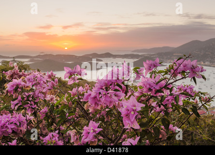 Charlotte Amalie, St. Thomas, US Virgin Islands - rosa Blumen umrahmen den Sonnenuntergang über die Inseln und den Hafen Stockfoto