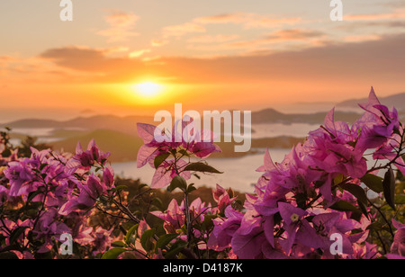 Rote Blumen umrahmen den Sonnenuntergang über der Insel im Hafen von Charlotte Amalie St Thomas USVI Stockfoto