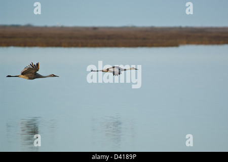 Zwei Kraniche (Grus Canadensis) fliegen über einer ruhigen Bucht, Rockport, Texas Stockfoto