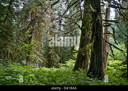 Ein Mann in einen Stand von uralten westlichen Rot-Zedern, in Walker Island Park, in der Great Bear Rainforest, Bella Coola, Britisch-Kolumbien, Kanada. Stockfoto