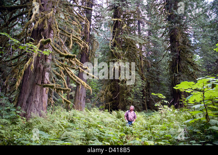 Ein Mann in einen Stand von uralten westlichen Rot-Zedern, in Walker Island Park, in der Great Bear Rainforest, Bella Coola, Britisch-Kolumbien, Kanada. Stockfoto