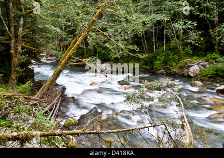 Thorsen Creek, einem eiszeitlichen Nebenfluss des Bella Coola River, in der Region der Great Bear Rainforest von British Columbia, Kanada. Stockfoto