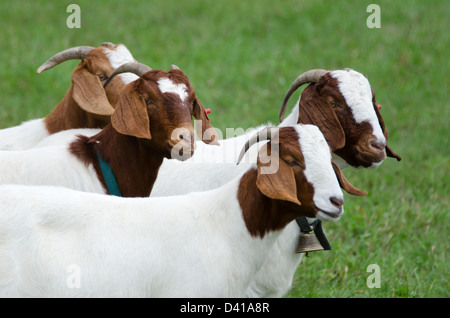 Seitenansicht der vier braun-weiße Ziegen in einem grünen Feld auf den gemeinsamen Boden Fair, Einheit, Maine. Stockfoto