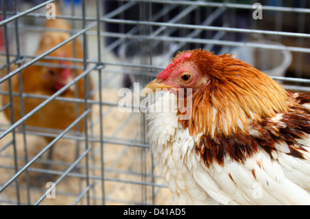 Eine preisgekrönte Huhn auf der Common Ground Messe, Einheit, Maine. Stockfoto