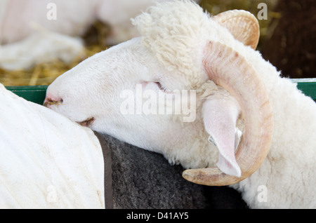 Schlafen Schafe: ein weißer Widder döst mit seinem Kopf auf einen Nachbarn Rücken Stockfoto